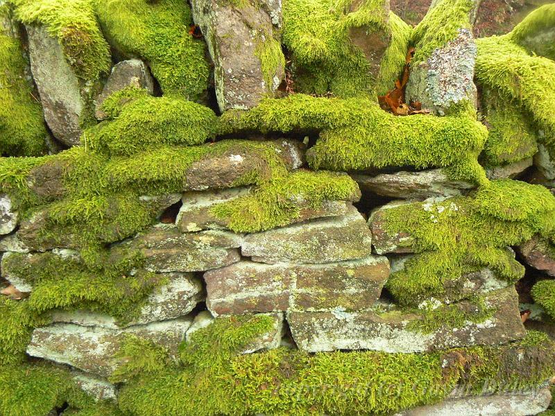 Mossy wall, Blanchland P1150874.JPG